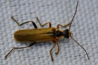Cantharis decipiens