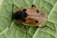 Dendroxena quadrimaculata