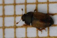 Epuraea melanocephala