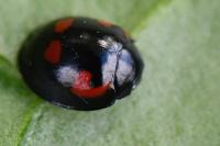 Exochomus quadripustulatus