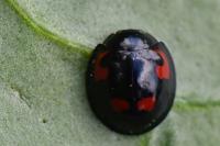 Exochomus quadripustulatus