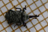 Curculio villosus