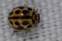 Tytthaspis sedecimpunctata