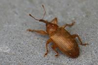 Dorytomus