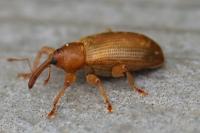 Dorytomus