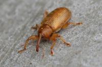 Dorytomus