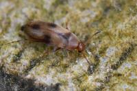 Anaspis maculata