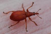 Apion frumentarium
