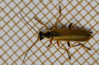 Cantharis decipiens