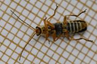 Cantharis decipiens