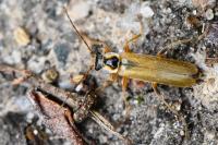 Cantharis decipiens