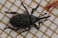 Curculio villosus