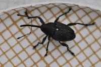 Curculio villosus