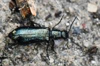 Dasytes caeruleus
