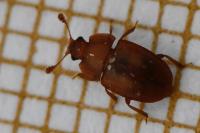 Epuraea