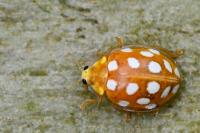 Halyzia sedecimguttata