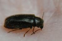 Hyperisus plumbeum