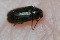 Hyperisus plumbeum