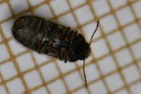 Hyperisus plumbeum