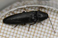Melanotus villosus