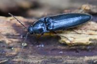 Melanotus villosus