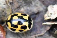 Propylea quatuordecimpunctata