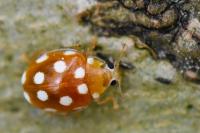 Vibidia duodecimguttata