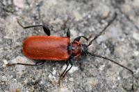 Pyrrhidium sanguineum