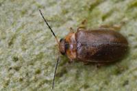 Microcara testacea
