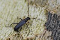 Grammoptera ruficornis