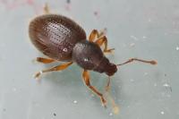Exomias pellucidus
