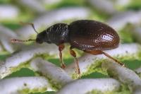 Exomias pellucidus