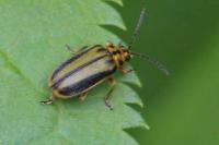 Xanthogaleruca luteola