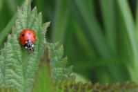 Coccinella septempunctata