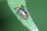 Attalus minimus