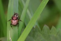Onthophagus