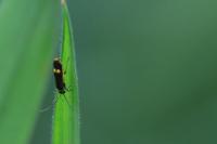 Malthodes