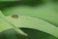 Asaphidion