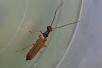 Rhagonycha lignosa