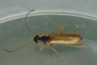 Rhagonycha lignosa