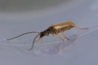 Rhagonycha lignosa