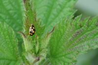 Propylea quatuordecimpunctata