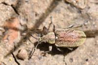 Phyllobius pyri