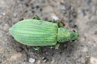 Polydrusus planifrons