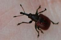 Tatianaerhynchites aequatus