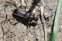 Grammoptera ruficornis