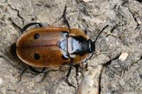 Dendroxena quadrimaculata