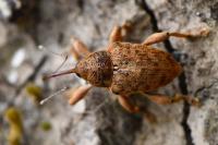 Curculio venosus