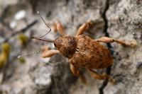 Curculio venosus