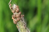 Tytthaspis sedecimpunctata